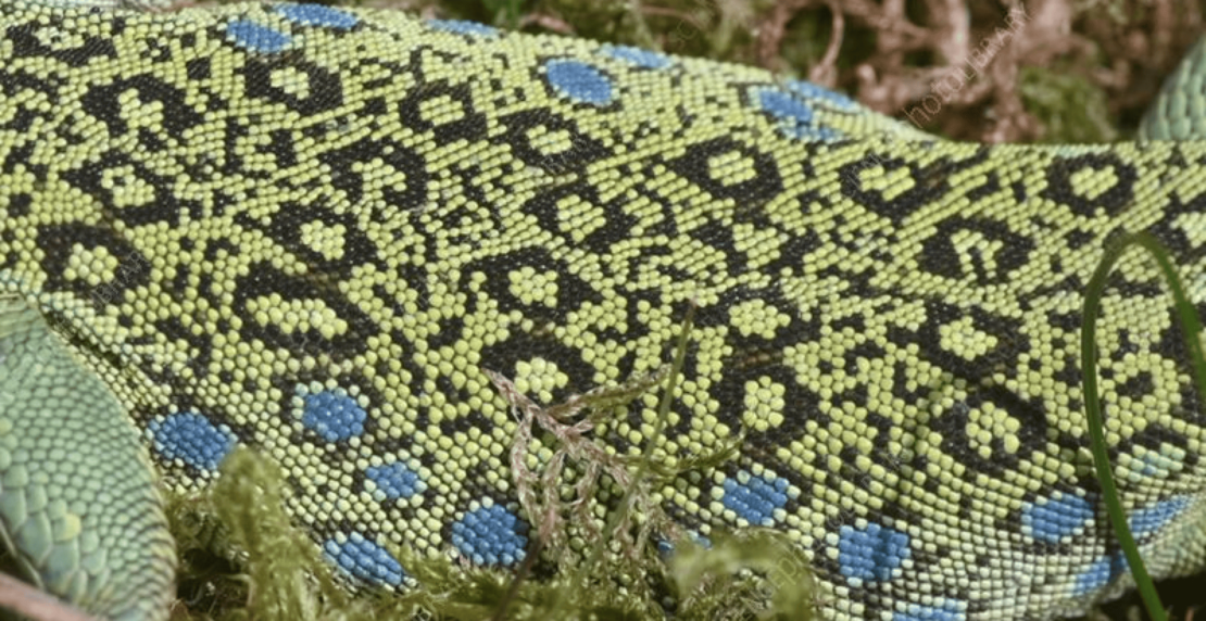 lizardScale